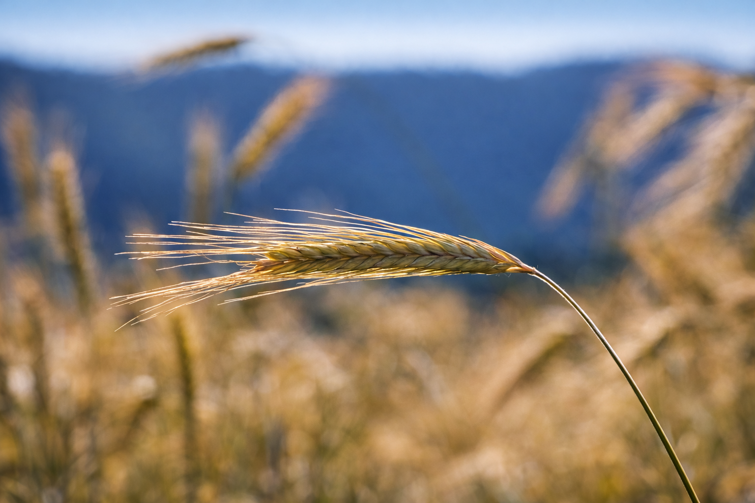 Souka Secret Trésors